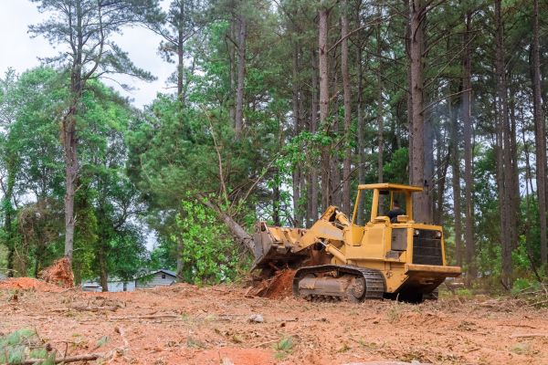 Forestry Clearing in Seneca
