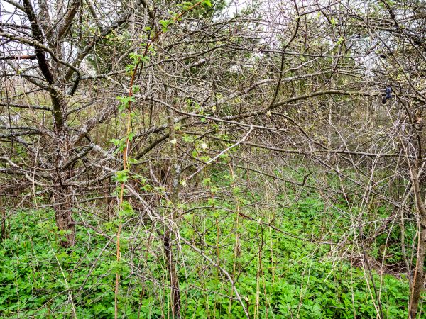 Underbrush Clearing in Seneca