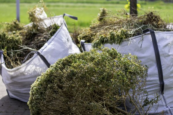 Bushes Clearing in Seneca